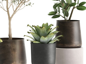 houseplants in a rust flowerpot for the interior 982 3D Модель