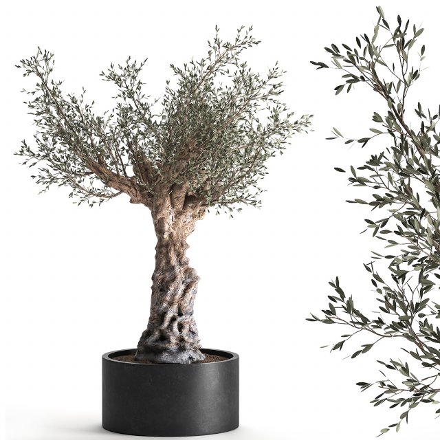 olive tree in a flowerpot for the interior 985 Model 3D .c4d .max .obj .3ds .fbx .stl .blend 