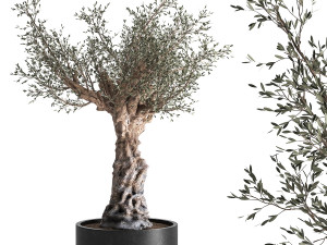 olive tree in a flowerpot for the interior 985 3D Model
