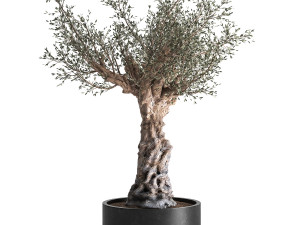 olive tree in a flowerpot for the interior 985 Model 3D