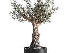 olive tree in a flowerpot for the interior 985 3D Model