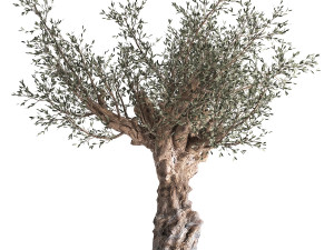 olive tree in a flowerpot for the interior 985 Model 3D