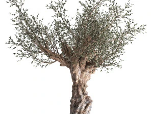 olive tree in a flowerpot for the interior 985 3D Model