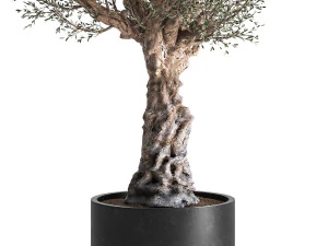 olive tree in a flowerpot for the interior 985 3D Model