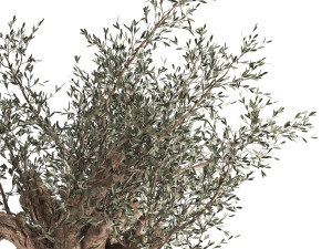 olive tree in a flowerpot for the interior 985 Model 3D