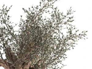 olive tree in a flowerpot for the interior 985 3D Model