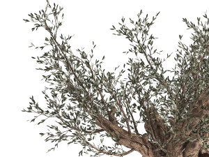olive tree in a flowerpot for the interior 985 Model 3D