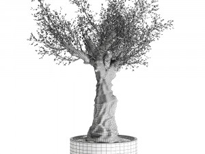 olive tree in a flowerpot for the interior 985 Model 3D