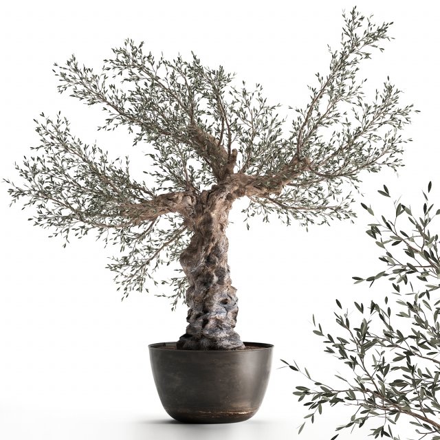 olive tree in a rusty flowerpot for the interior 986 Model 3D .c4d .max .obj .3ds .fbx .stl .blend