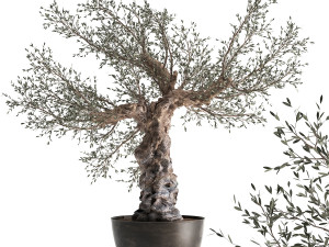 olive tree in a rusty flowerpot for the interior 986 3D Model