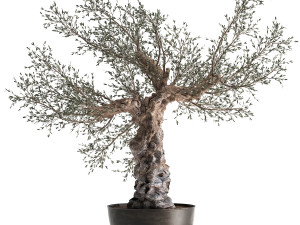 olive tree in a rusty flowerpot for the interior 986 Model 3D