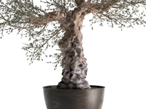 olive tree in a rusty flowerpot for the interior 986 Model 3D