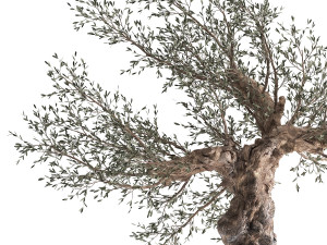 olive tree in a rusty flowerpot for the interior 986 Model 3D