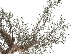 olive tree in a rusty flowerpot for the interior 986 Model 3D