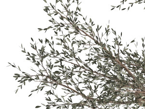 olive tree in a rusty flowerpot for the interior 986 Model 3D