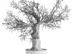 olive tree in a rusty flowerpot for the interior 986 Model 3D