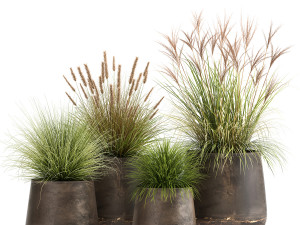 reeds in a rusty flowerpot for the interior 988 Modello 3D