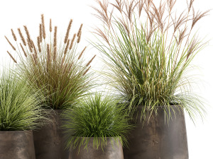 reeds in a rusty flowerpot for the interior 988 Modello 3D