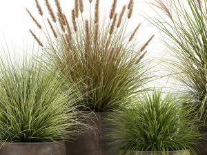 reeds in a rusty flowerpot for the interior 988 Modello 3D