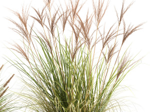 reeds in a rusty flowerpot for the interior 988 Modello 3D