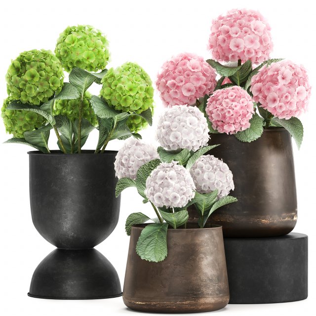 hydrangea in a rusty flowerpot for the interior 987 Model 3D .c4d .max .obj .3ds .fbx .stl .blend 