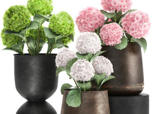 hortênsia em vaso enferrujado para o interior 987 Modelo 3D