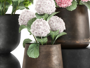 hydrangea in a rusty flowerpot for the interior 987 Model 3D