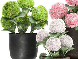 hydrangea in a rusty flowerpot for the interior 987 Model 3D