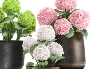 hydrangea in a rusty flowerpot for the interior 987 Model 3D