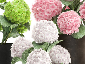 hydrangea in a rusty flowerpot for the interior 987 Model 3D