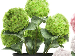 hydrangea in a rusty flowerpot for the interior 987 3D Model