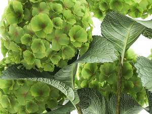 hydrangea in a rusty flowerpot for the interior 987 Model 3D