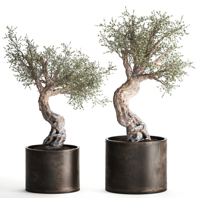 olive tree in a rusty flowerpot for the interior 989 Modelo 3D .c4d .max .obj .3ds .fbx .stl .blend 