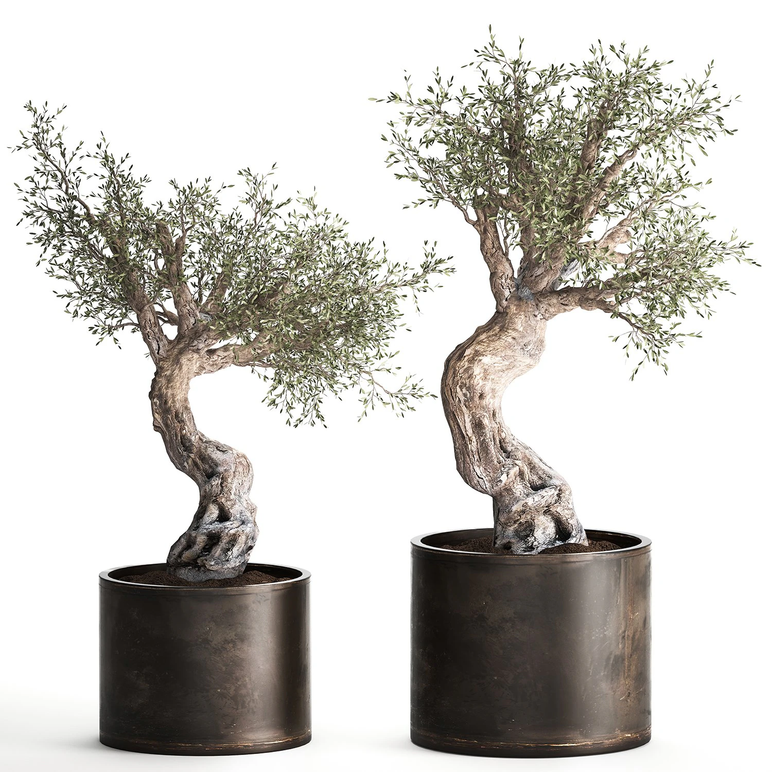 olive tree in a rusty flowerpot for the interior 989 3D Model .c4d .max .obj .3ds .fbx .stl .blend 