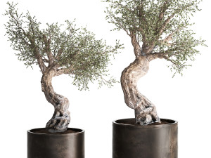 olive tree in a rusty flowerpot for the interior 989 3D Model