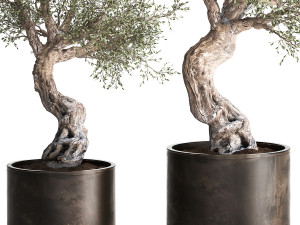 olive tree in a rusty flowerpot for the interior 989 Modelo 3D