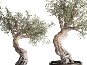 olive tree in a rusty flowerpot for the interior 989 Modelo 3D