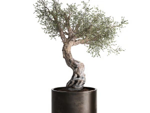 olive tree in a rusty flowerpot for the interior 989 3D Model