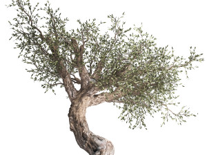 olive tree in a rusty flowerpot for the interior 989 Modelo 3D