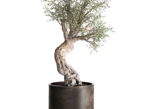 olive tree in a rusty flowerpot for the interior 989 3D Model