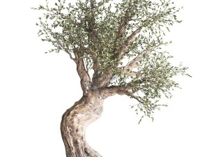 olive tree in a rusty flowerpot for the interior 989 3D Model