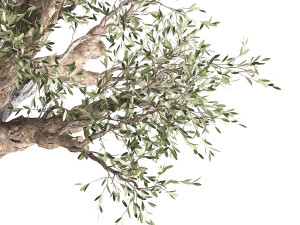 olive tree in a rusty flowerpot for the interior 989 Modelo 3D