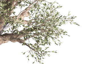 olive tree in a rusty flowerpot for the interior 989 3D Model