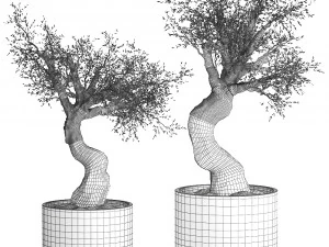 olive tree in a rusty flowerpot for the interior 989 3D Model