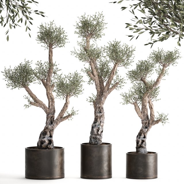 olive tree in a rusty flowerpot for the interior 990 Model 3D .c4d .max .obj .3ds .fbx .stl .blend 