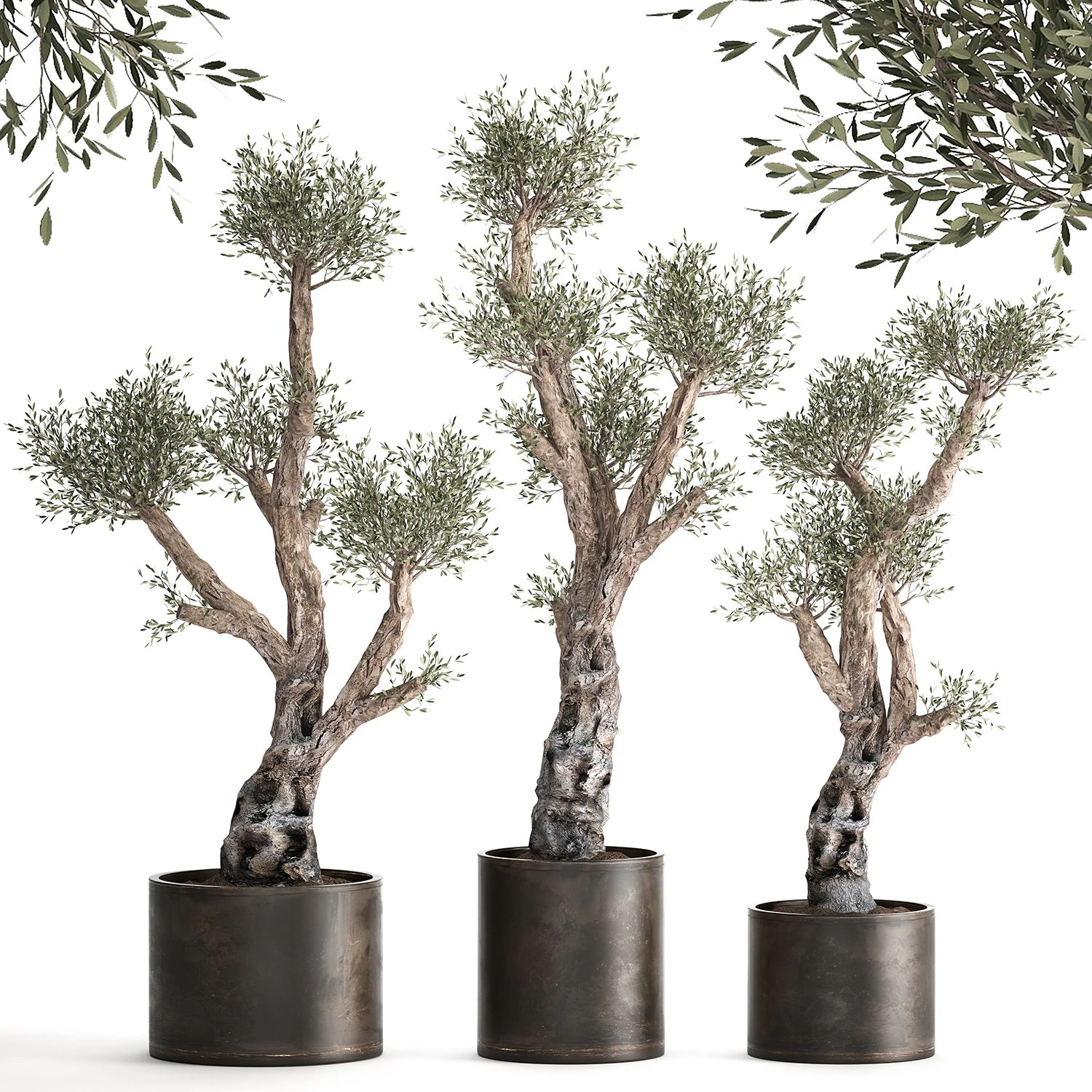 olive tree in a rusty flowerpot for the interior 990 3D Model .c4d .max .obj .3ds .fbx .stl .blend 