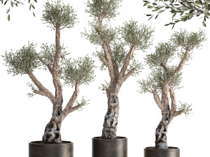 olive tree in a rusty flowerpot for the interior 990 Model 3D