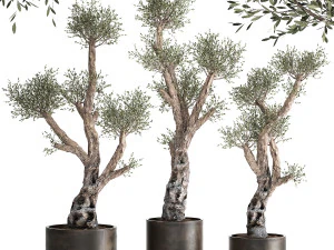 oliveira em vaso enferrujado para o interior 990 Modelo 3D