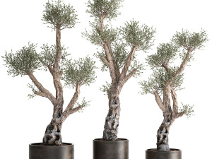 olive tree in a rusty flowerpot for the interior 990 Model 3D