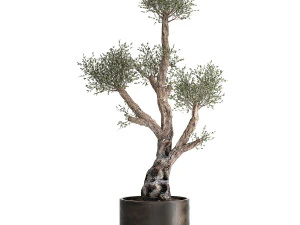 olive tree in a rusty flowerpot for the interior 990 3D Model